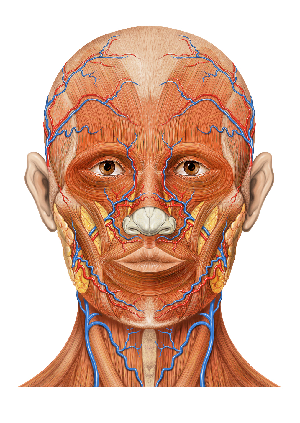 cabeza-s-ntomas-causas-y-tratamientos-de-cabeza-doctuo