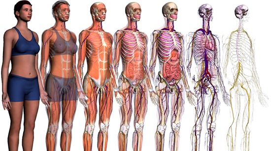 Huesos y cartílagos del cuerpo humano