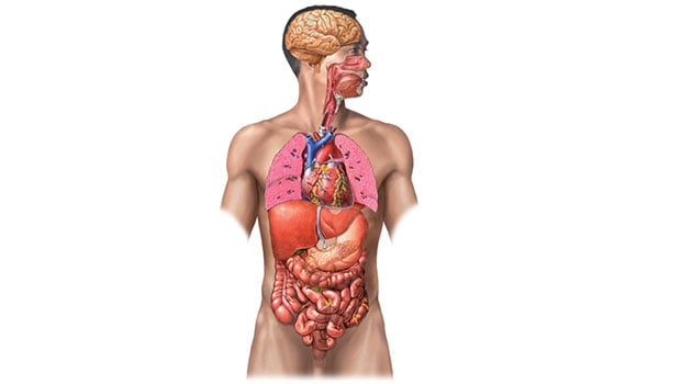 Órganos, glándulas y otras partes